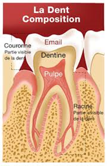 la dent composition